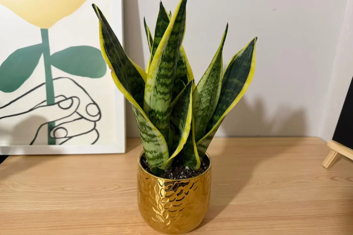 نبتةجلد النمر ذ