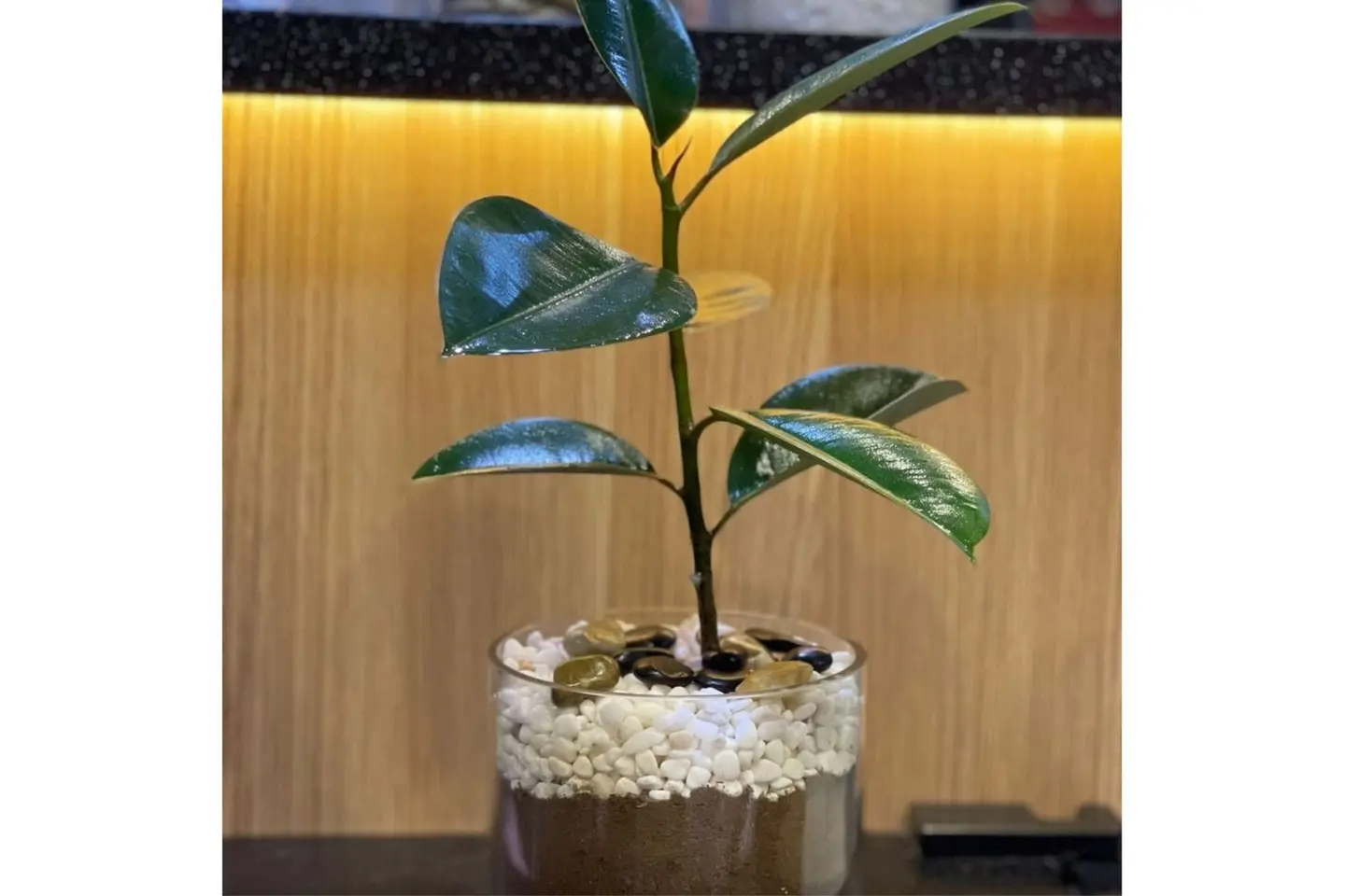 Robusta Plan 1