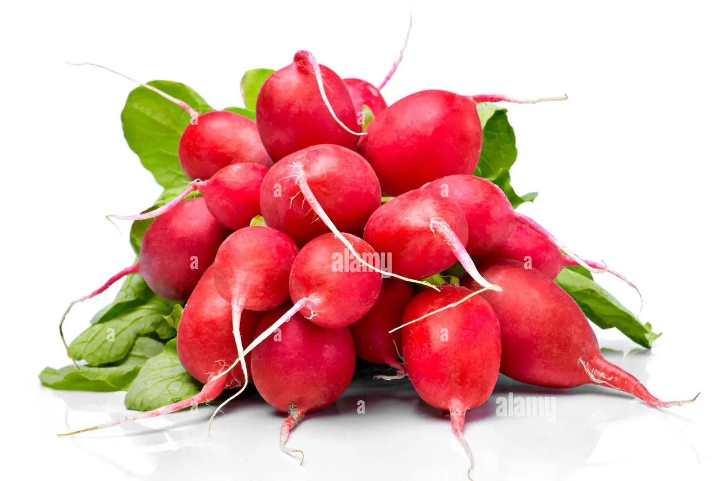 فجل أحمر هولندي