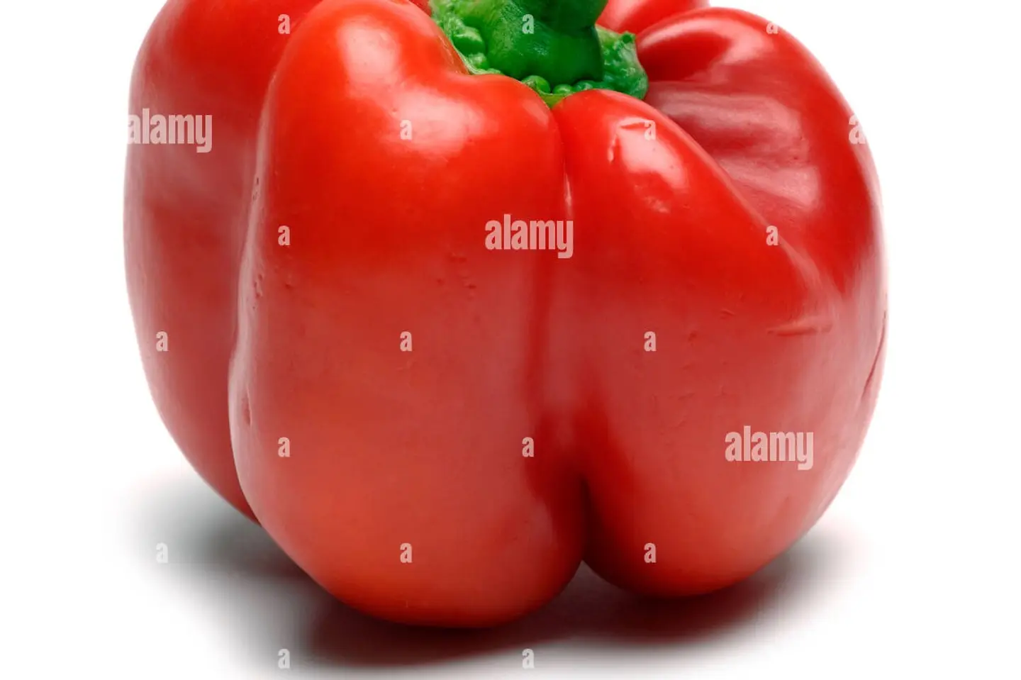 فليفلة حمراء هولندي