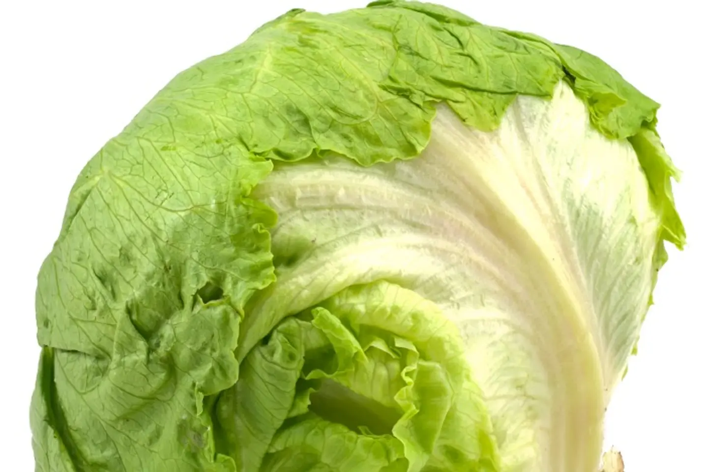 خس ايسبرغ أمريكي