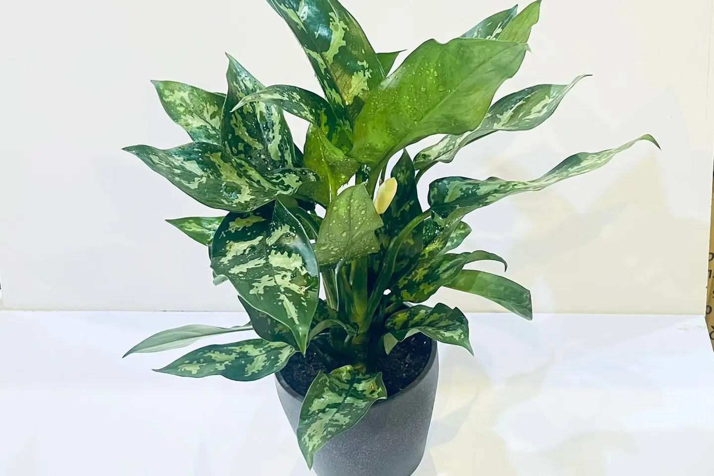 نبتة اجلونيما