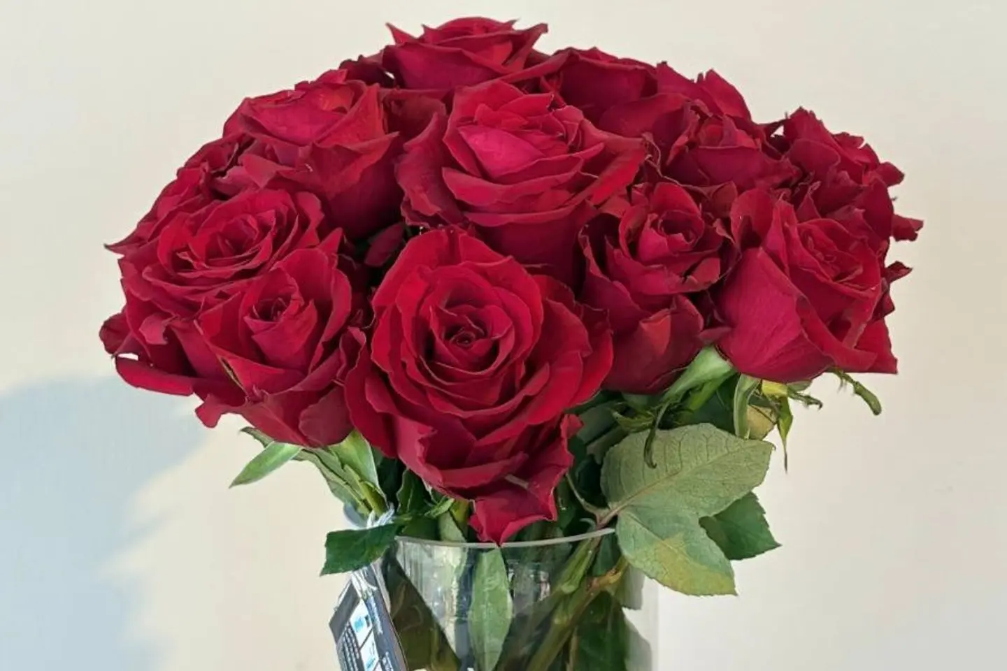 فازه جوري احمر