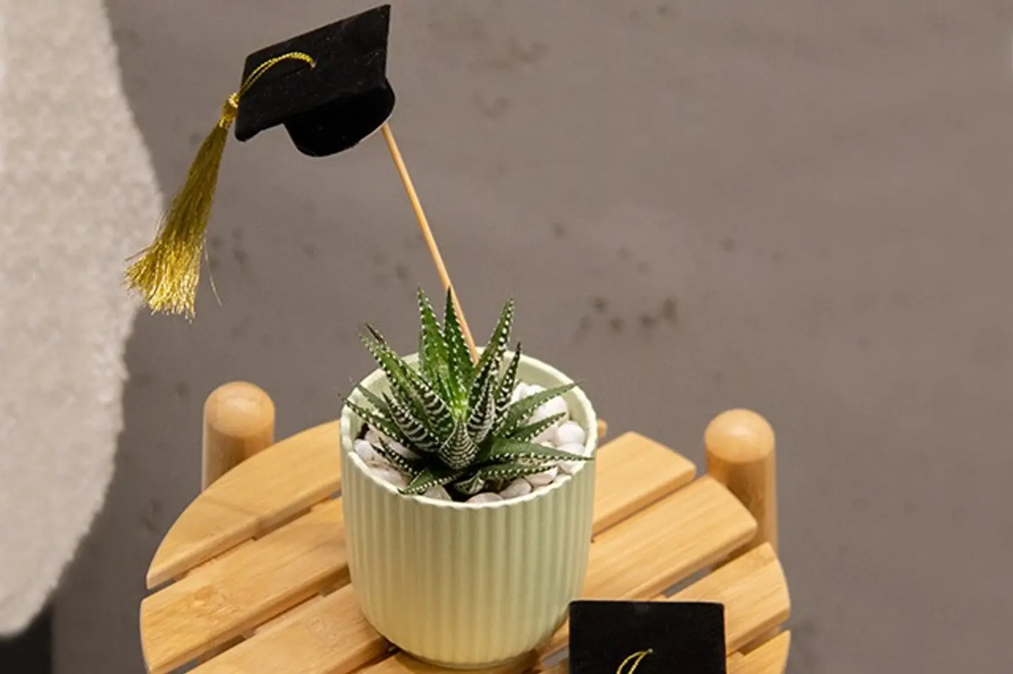 Haworthia Plant With Graduation Cap