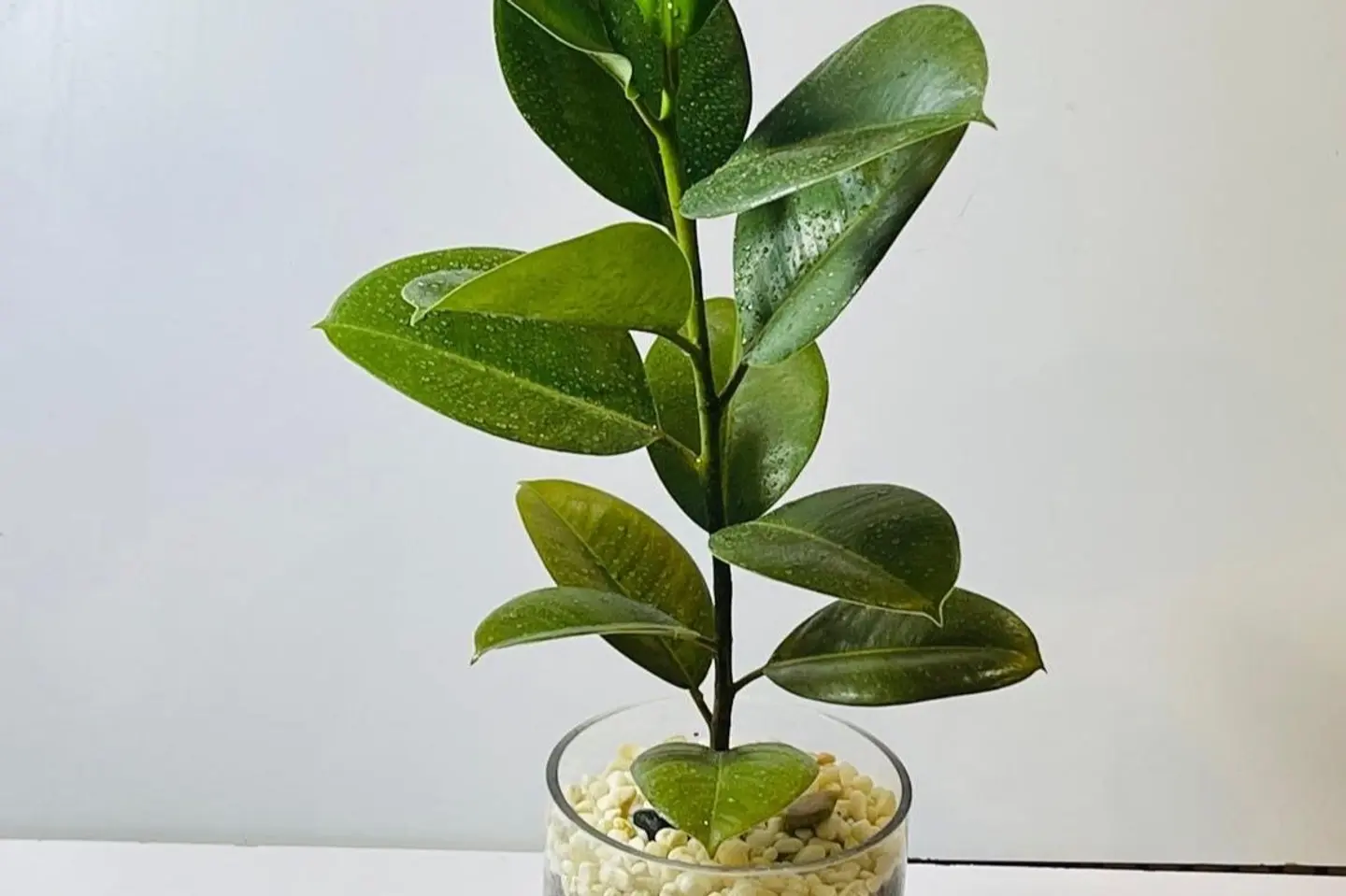 نبتة روباستا