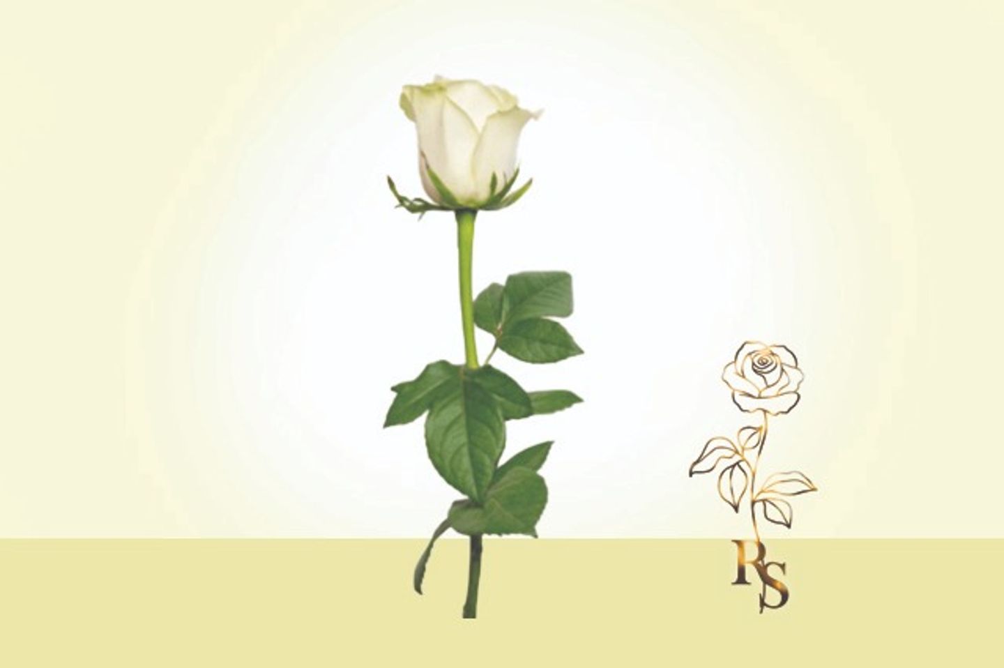 White Rose