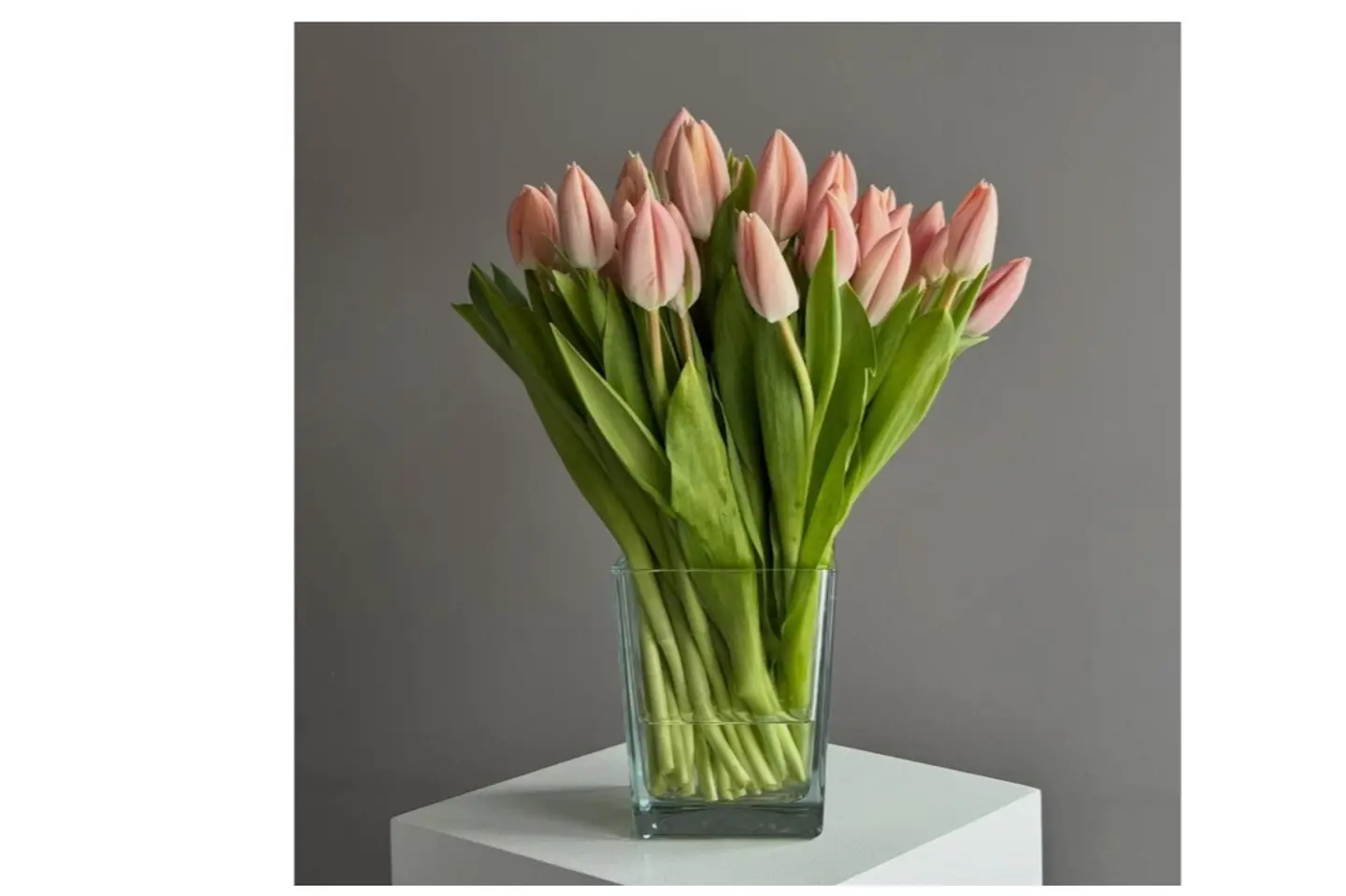 فازه التوليب الأنيقة