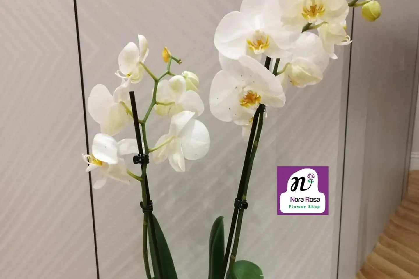 White Phalaenopsis Orchid