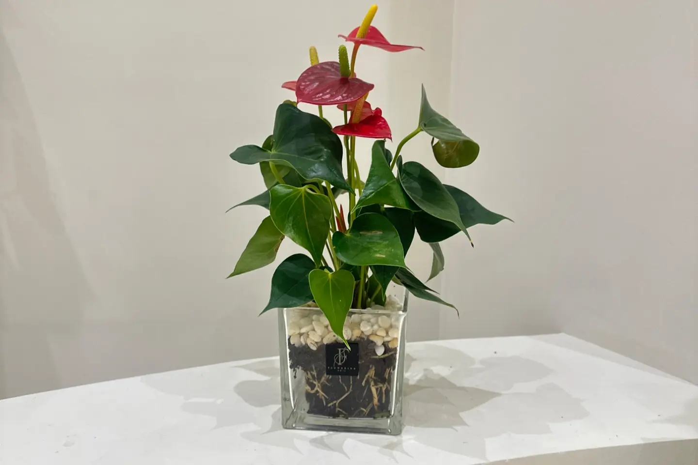 نبات طبيعي مع فازه