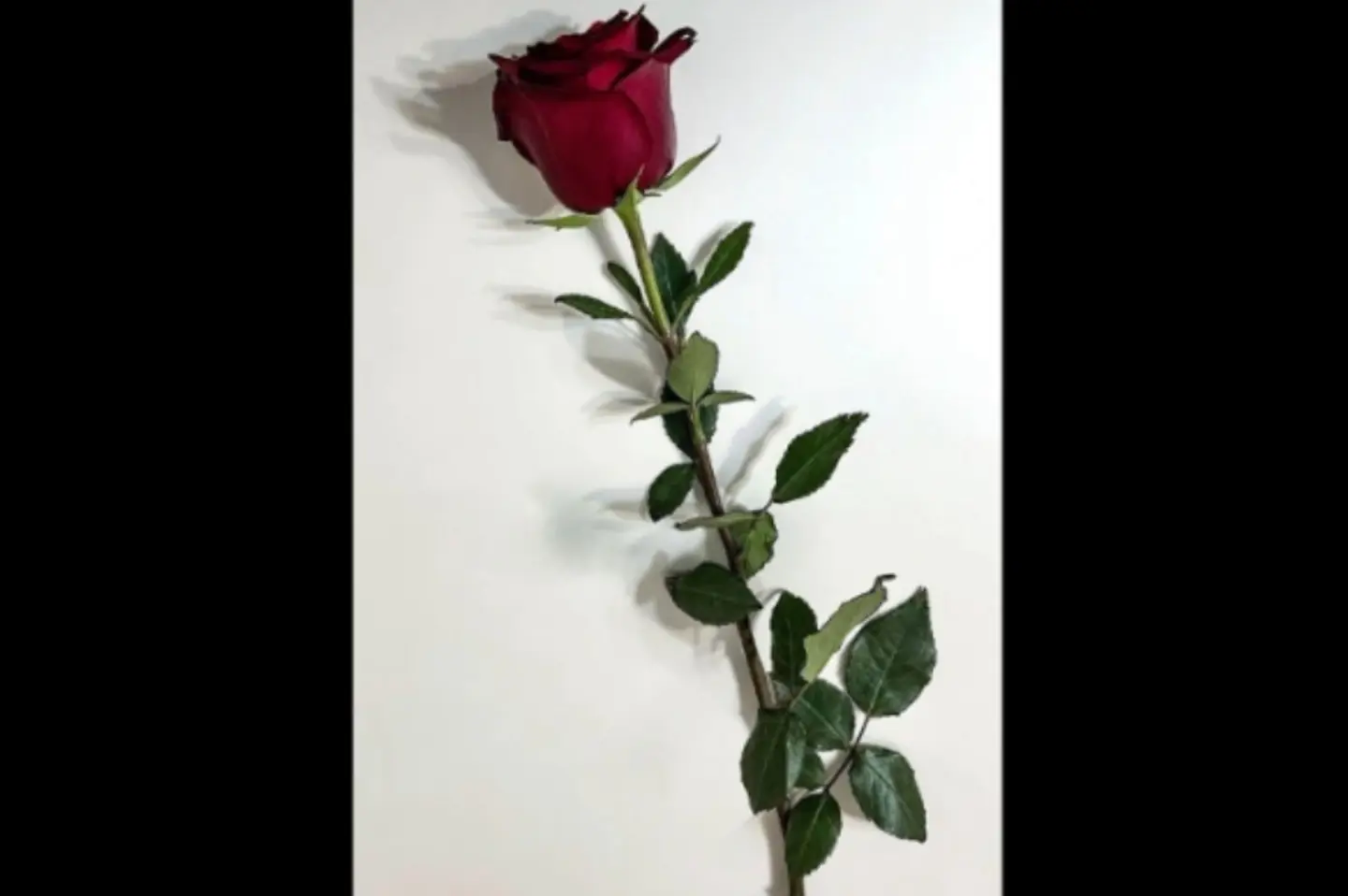 ورد احمر جوري ١ احبه