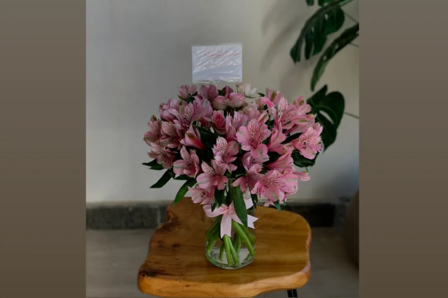 فازة استوماريا الجميلة