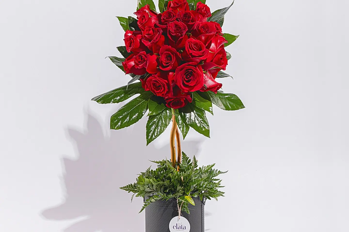Dora Roses