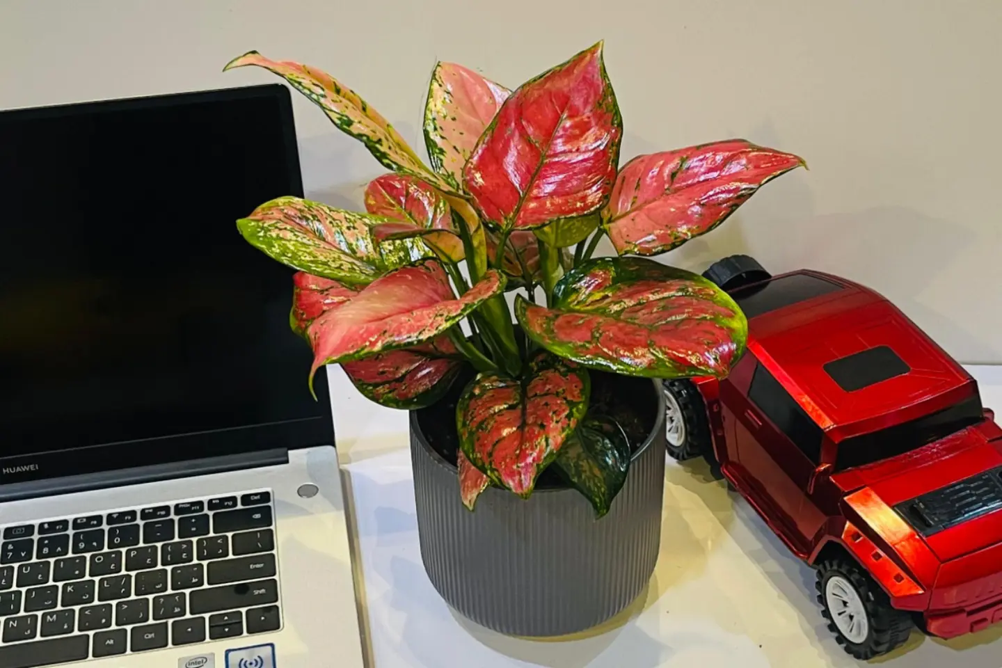 Red Aglaonema