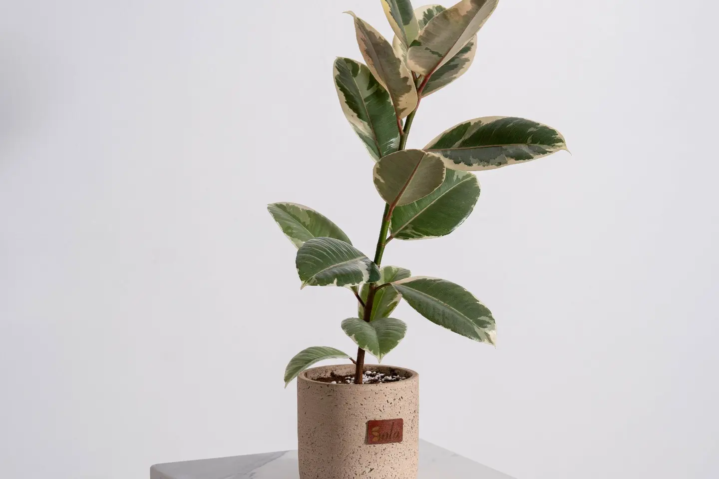 نبتة فيكس مطاط