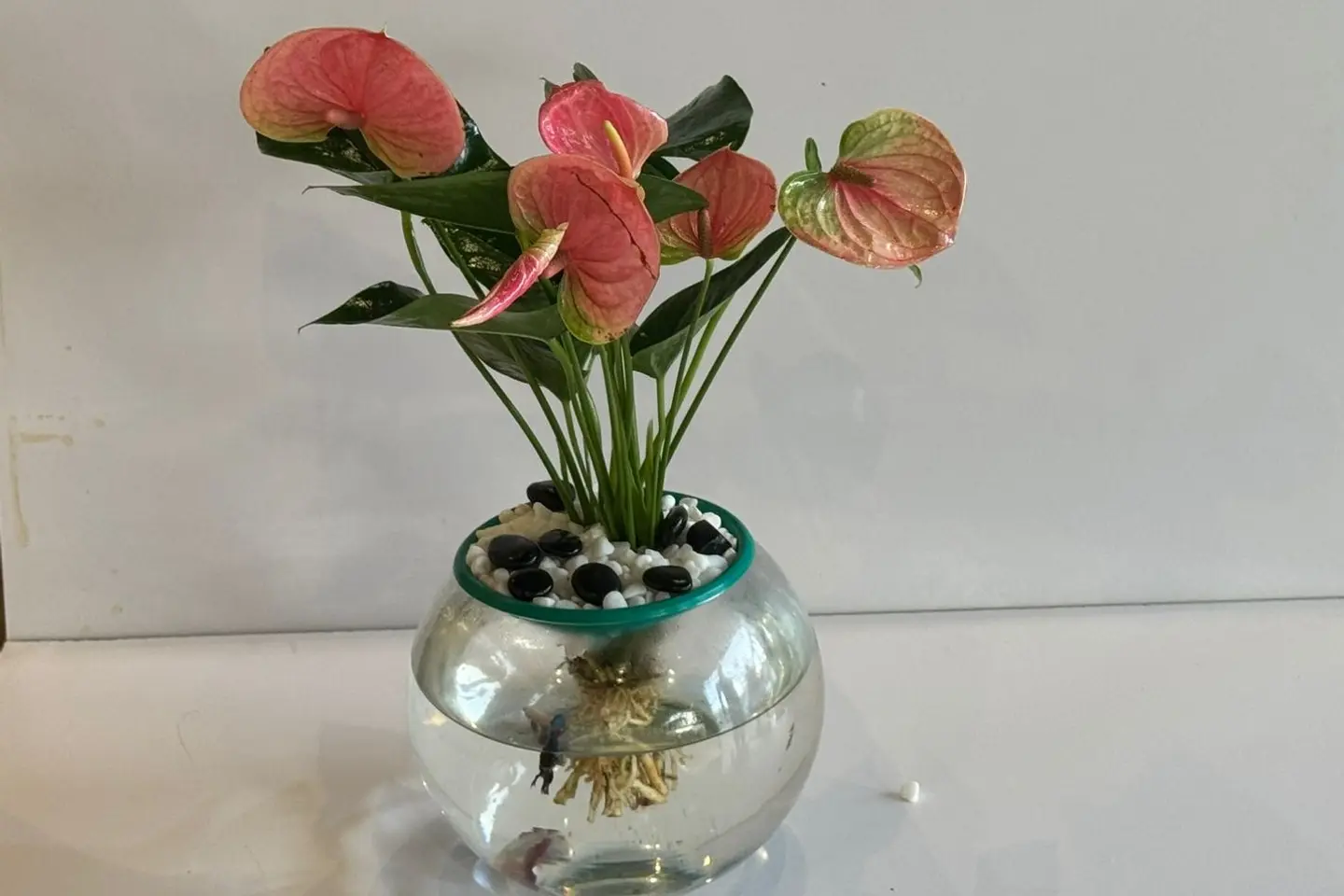Fighter Fish With Pink Nerium Plant