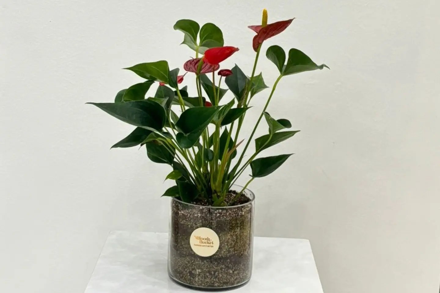 فازة انتوريوم الجذابة