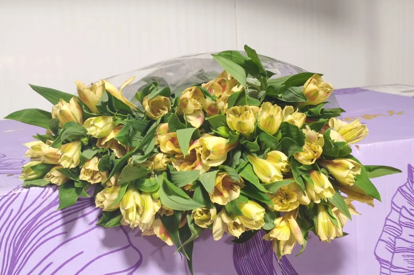 استرومريا اصفر