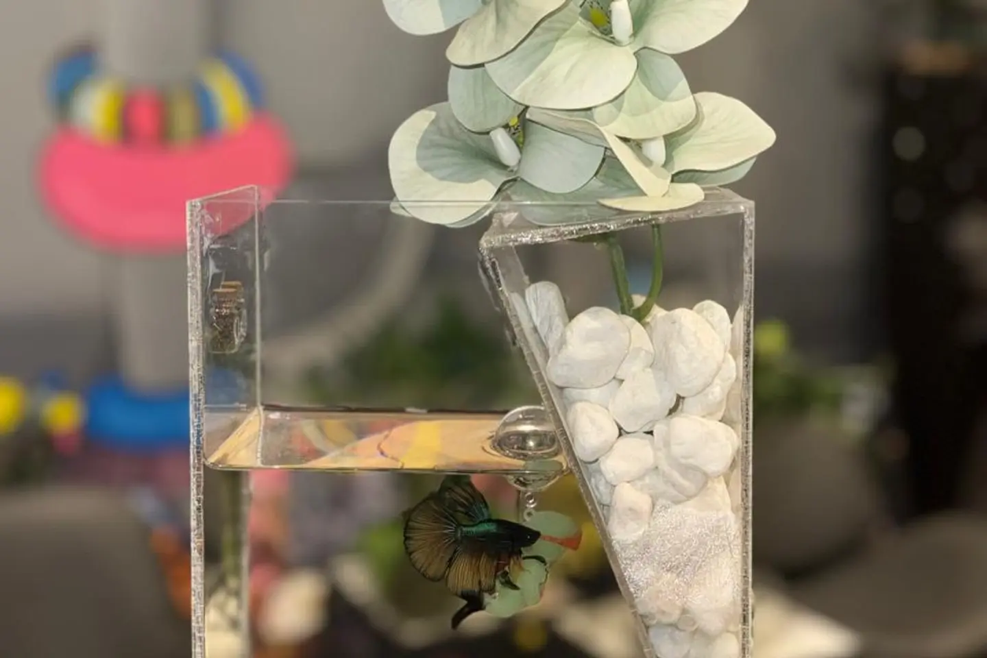 سمكة الأوركيد والغواص العائم