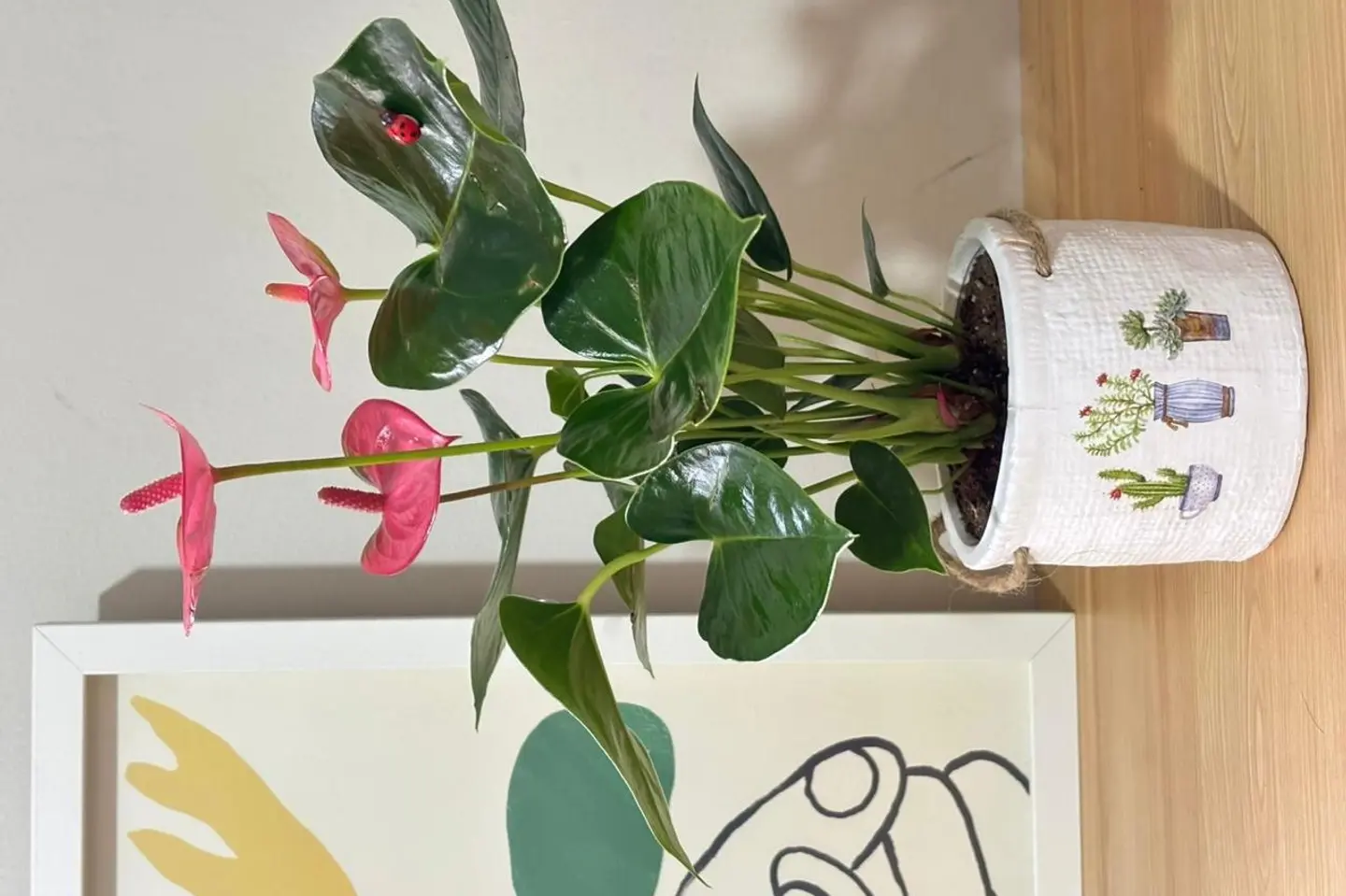 هدية انتوريوم وردي في فازة ريفيه