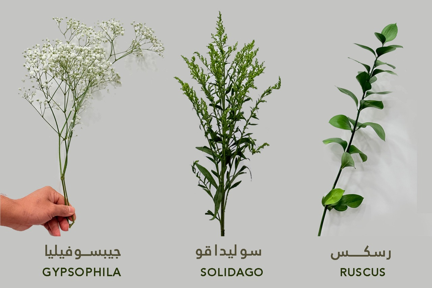 Accessories - Solidago