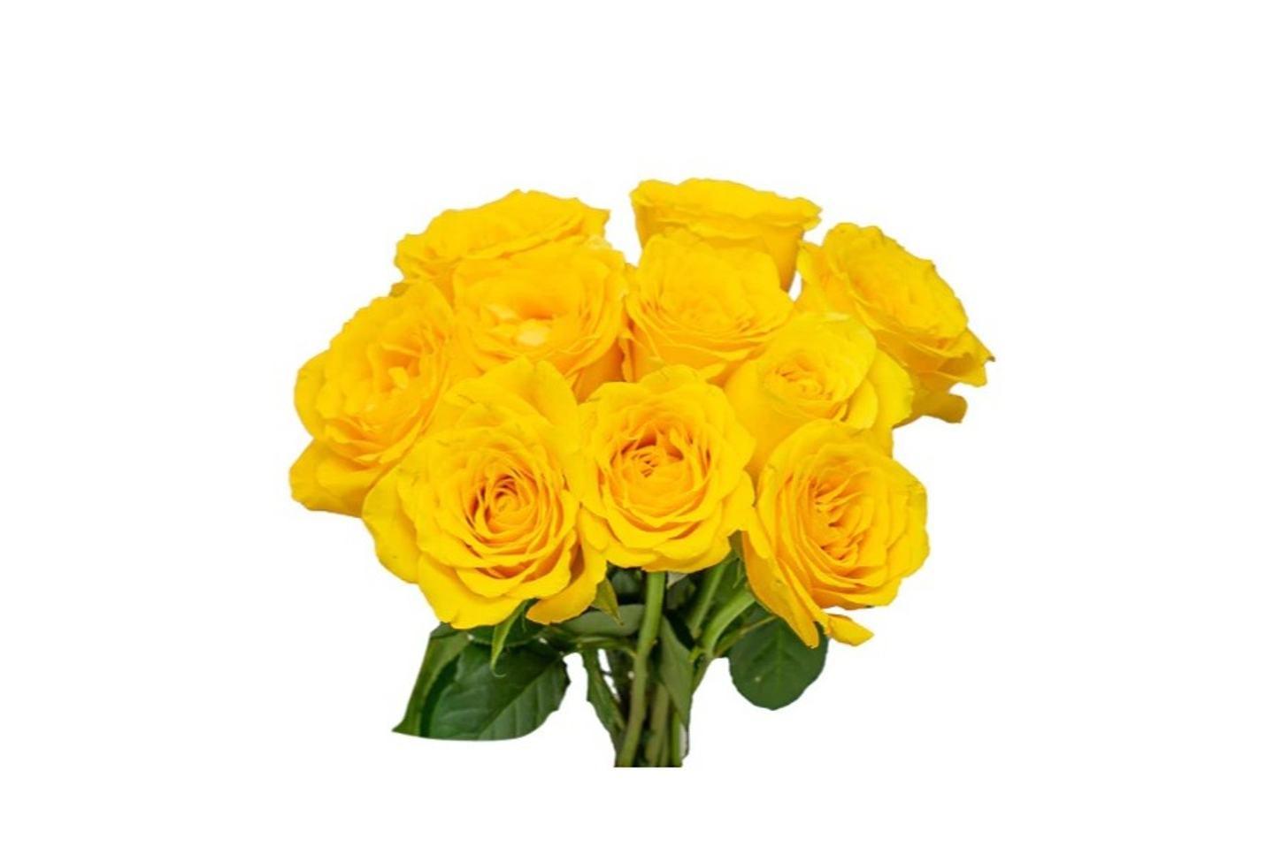 Yellow Roses