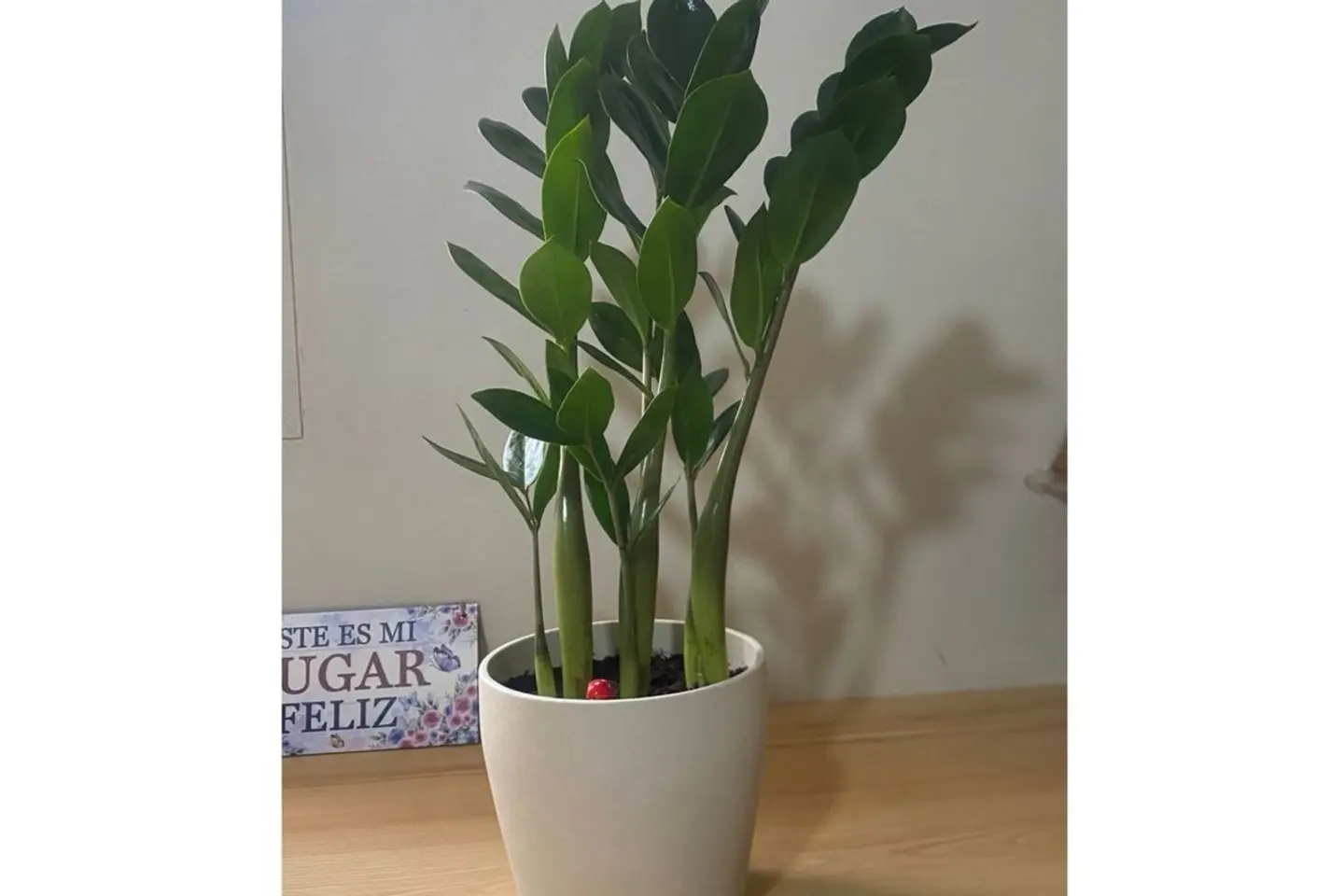 نبتة الزاميا الانيقة ١