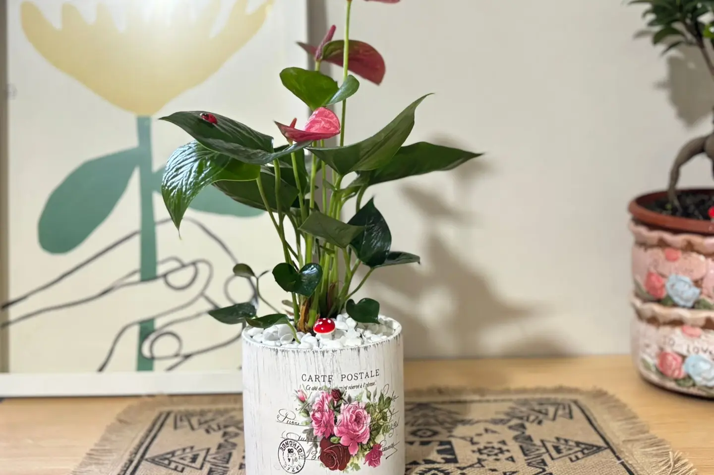 أنتوريوم وردي