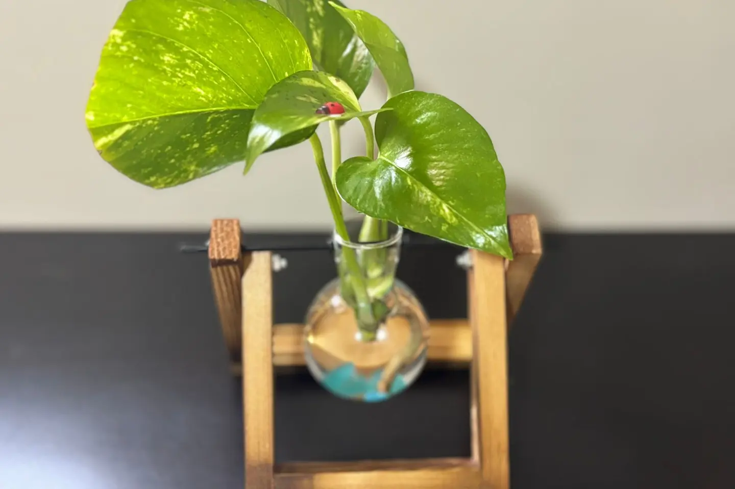 فازة خشبية بقاعدة عصرية مع نبتة البوتس