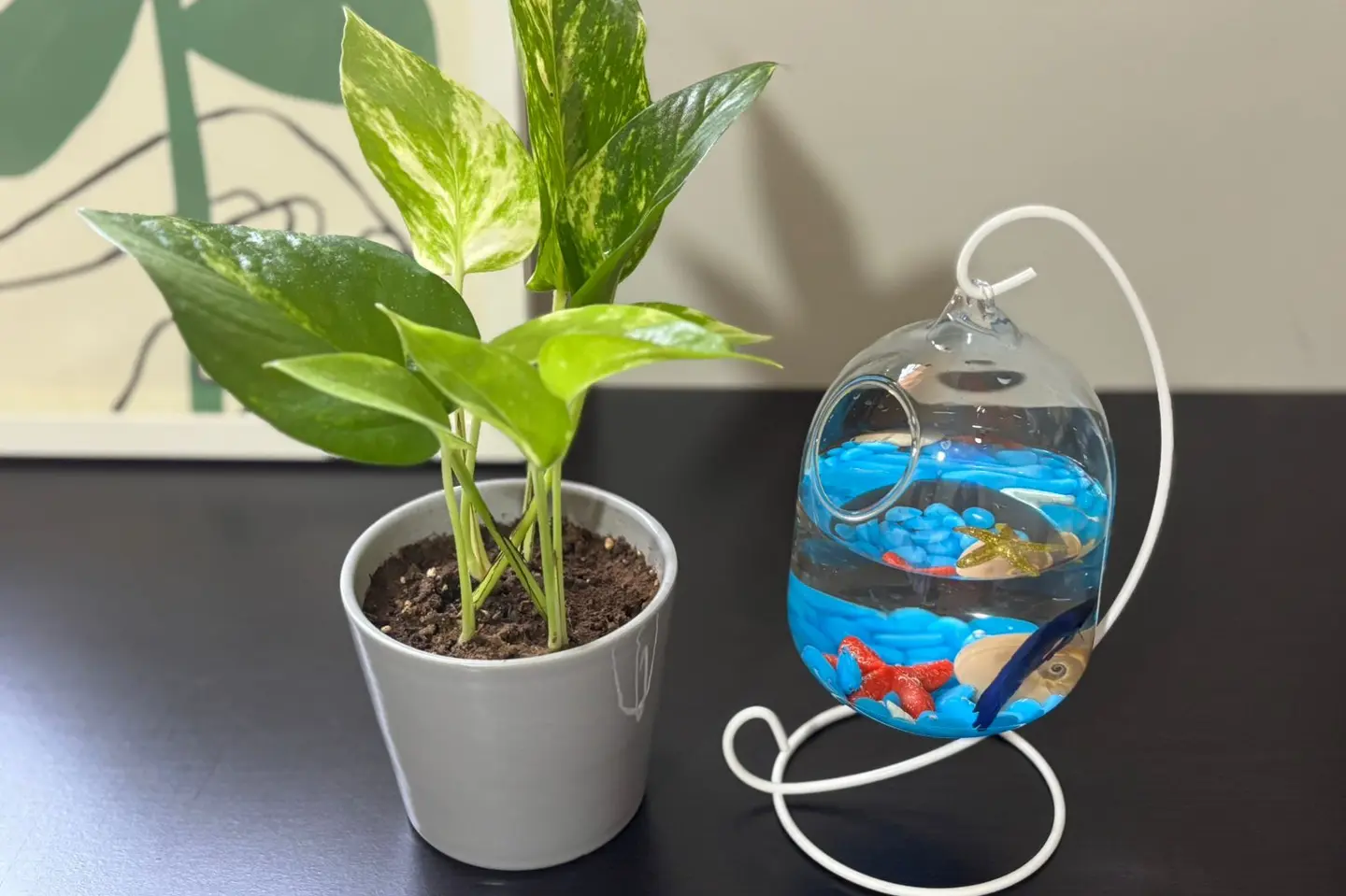 وَاحة صَغيرة+نبتة بوتس