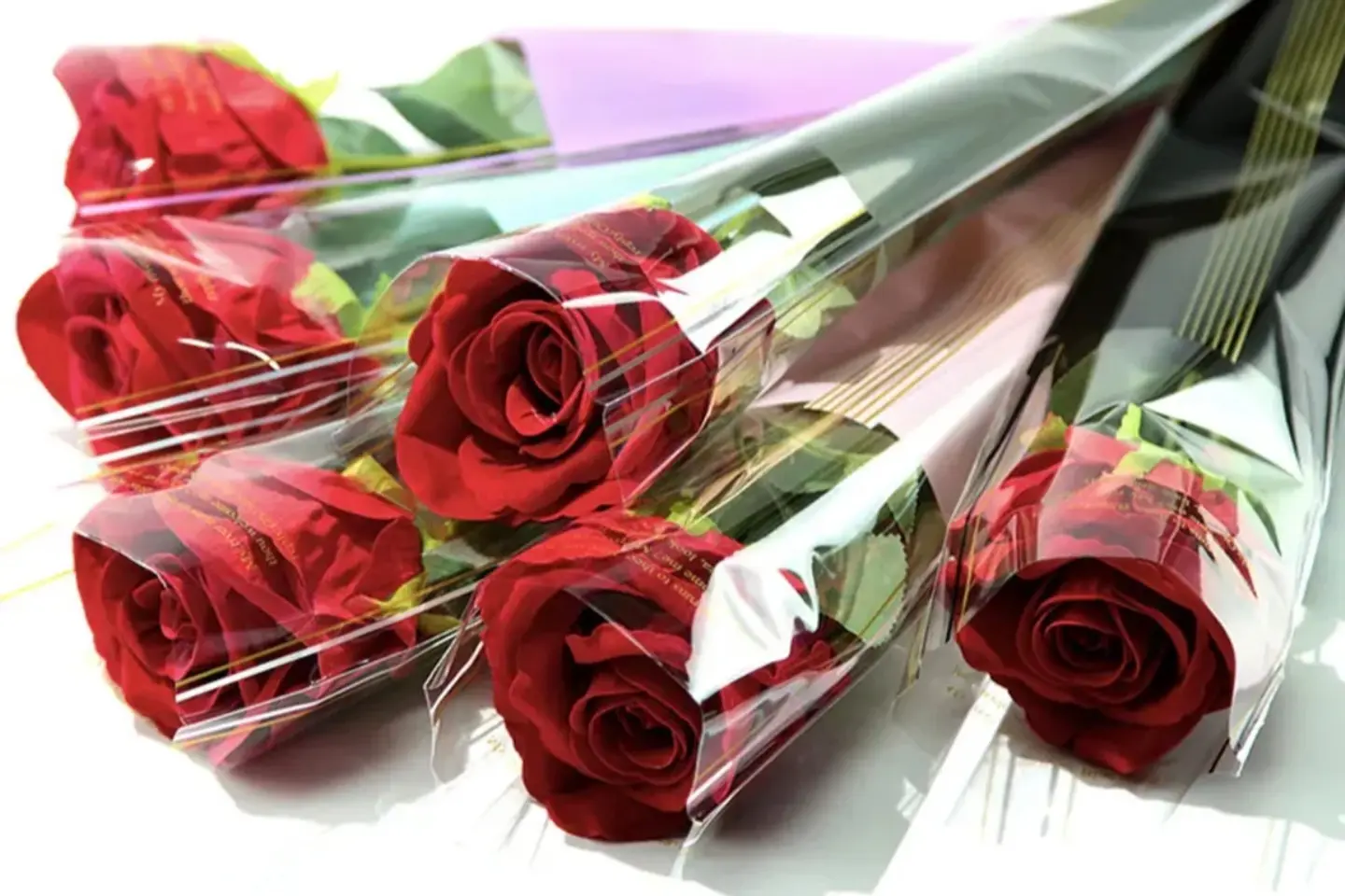 وردة واحدة جوري احمر بتغليف شفاف