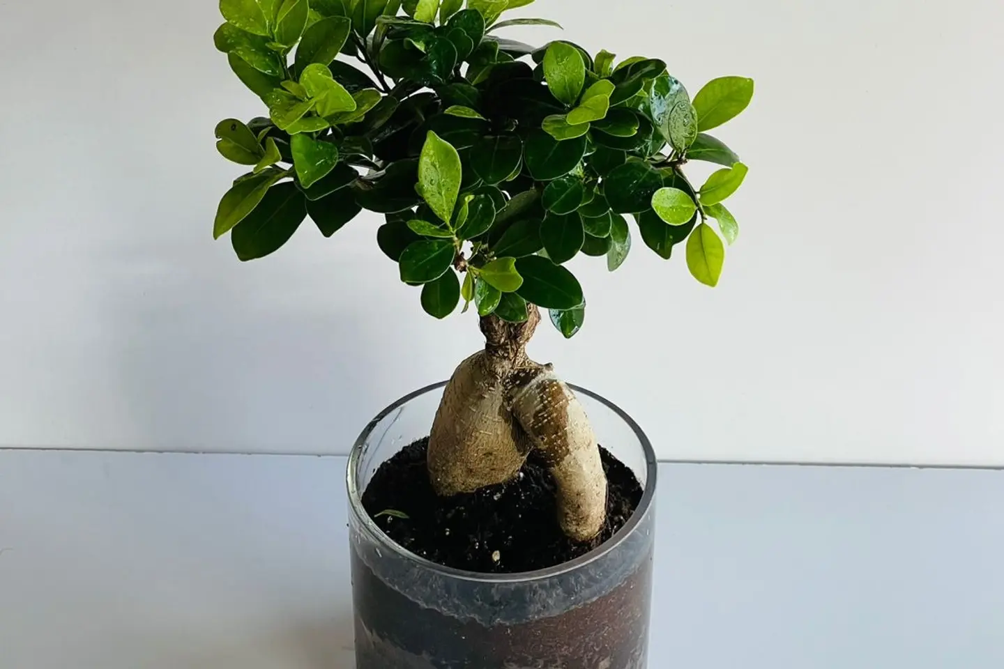 نبتة البونساي