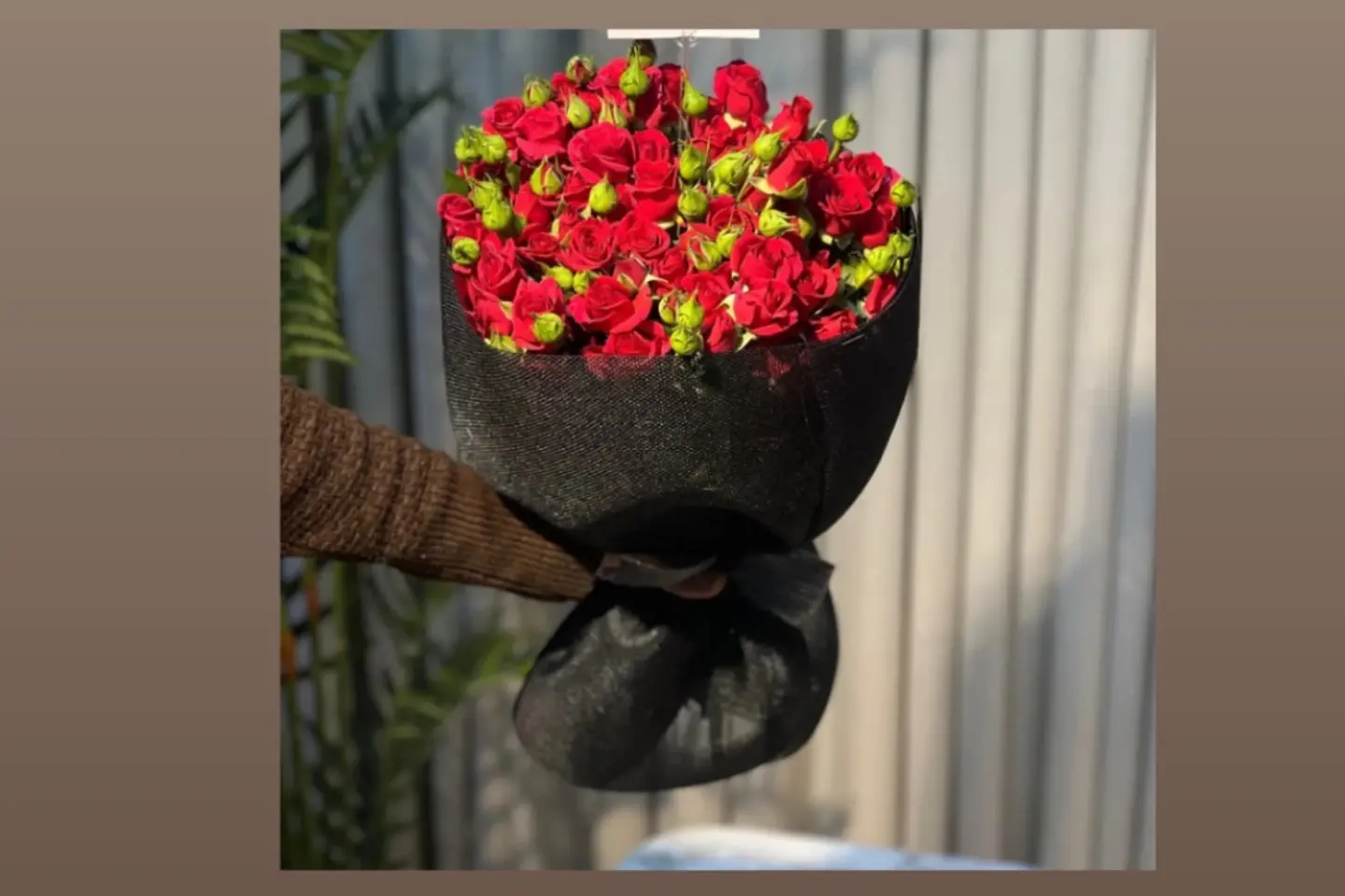 Red Baby Rose Touch Package 6