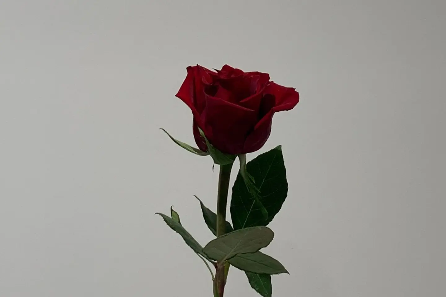 وردة جوري - جوري احمر