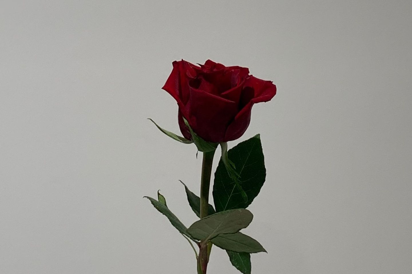 وردة جوري - جوري احمر