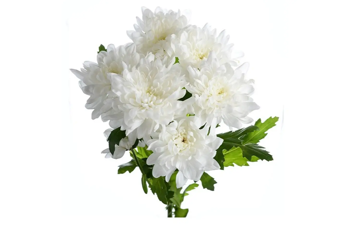 White Chrysanthemum