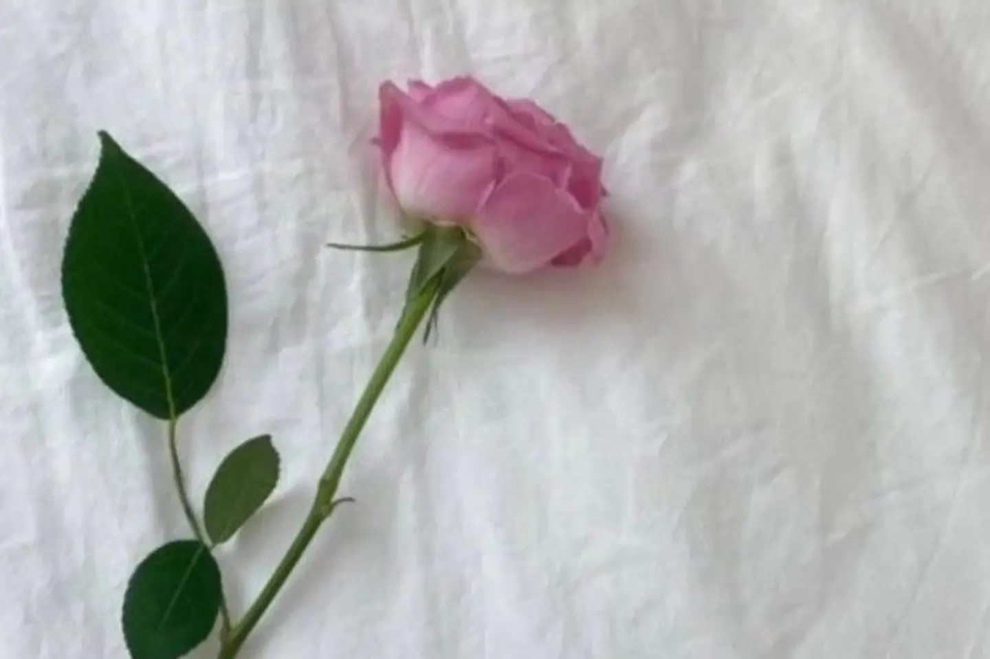 Pink Rose