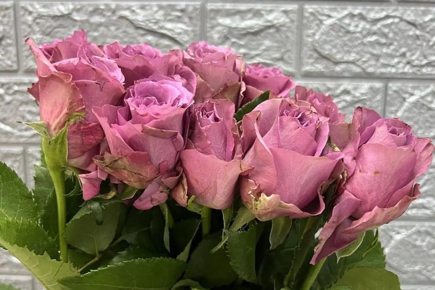 وردة وشتلة  ٠٠٠٥١