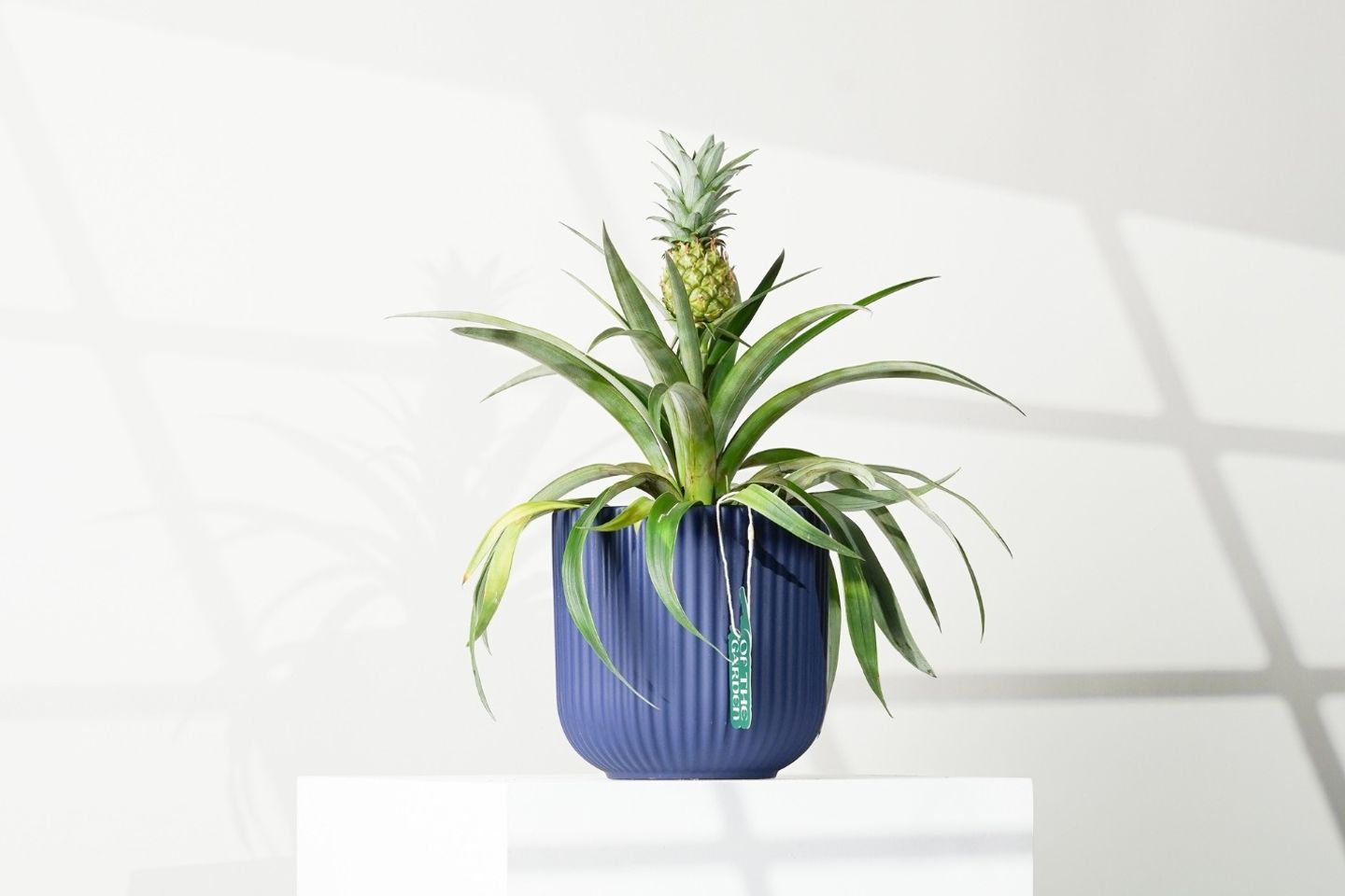 Pineapple Plant