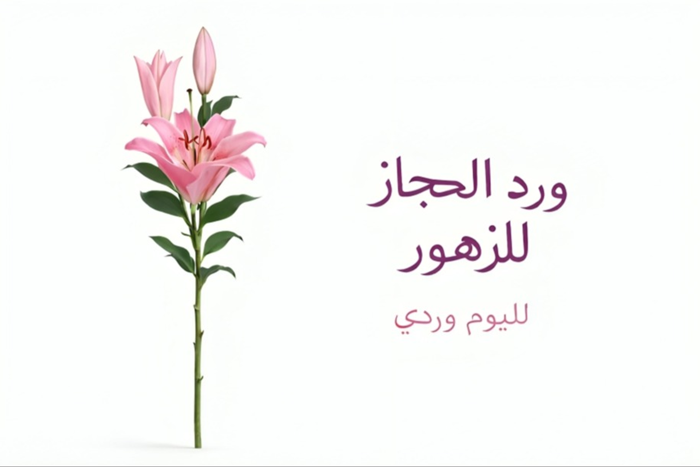 Rose 576