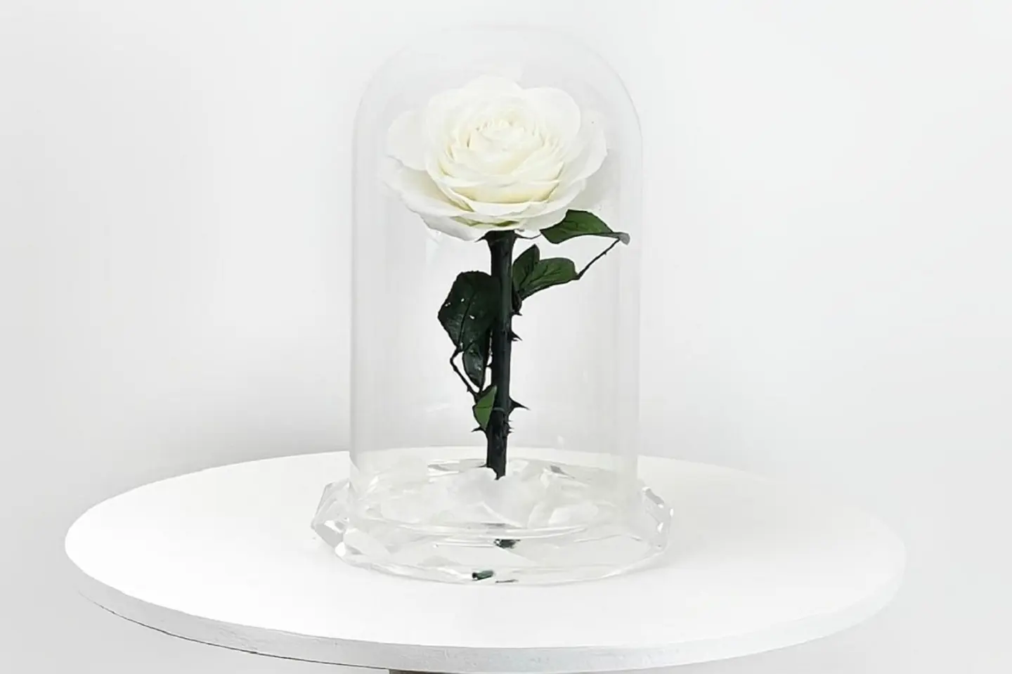 ورد دائم ابيض