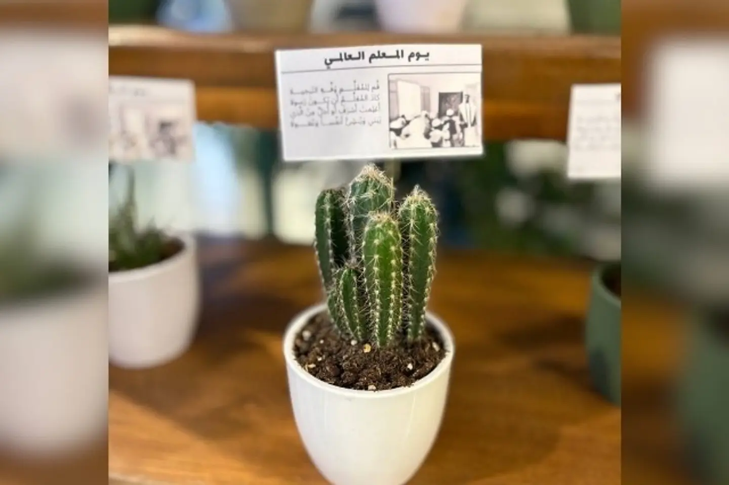 نبتة يوم المعلم