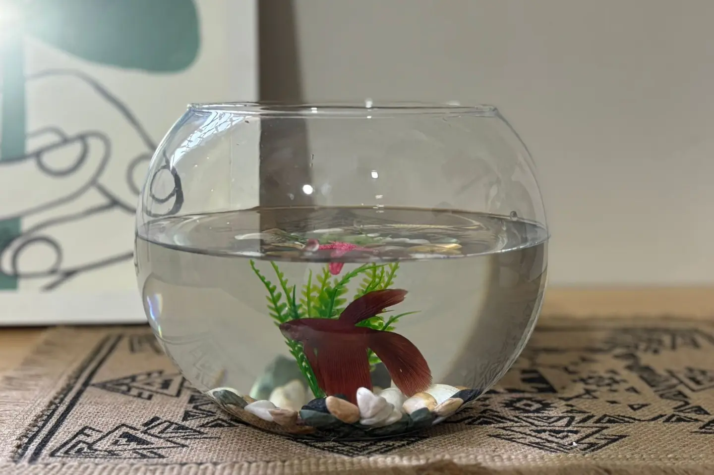 حوض الفايتر الهادئ