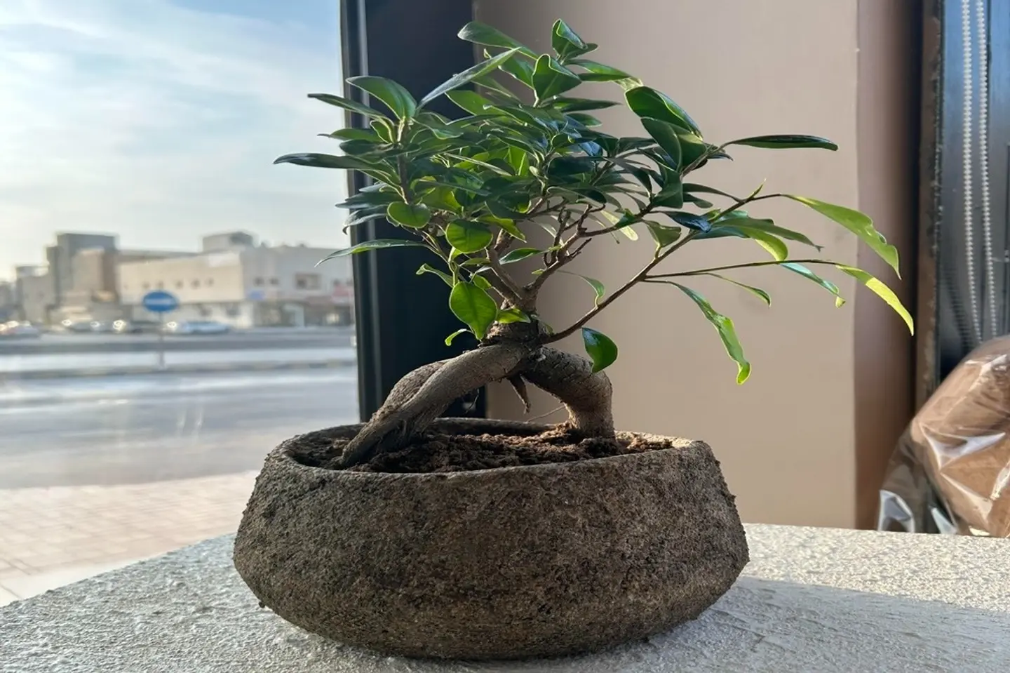 نبتة البونساي