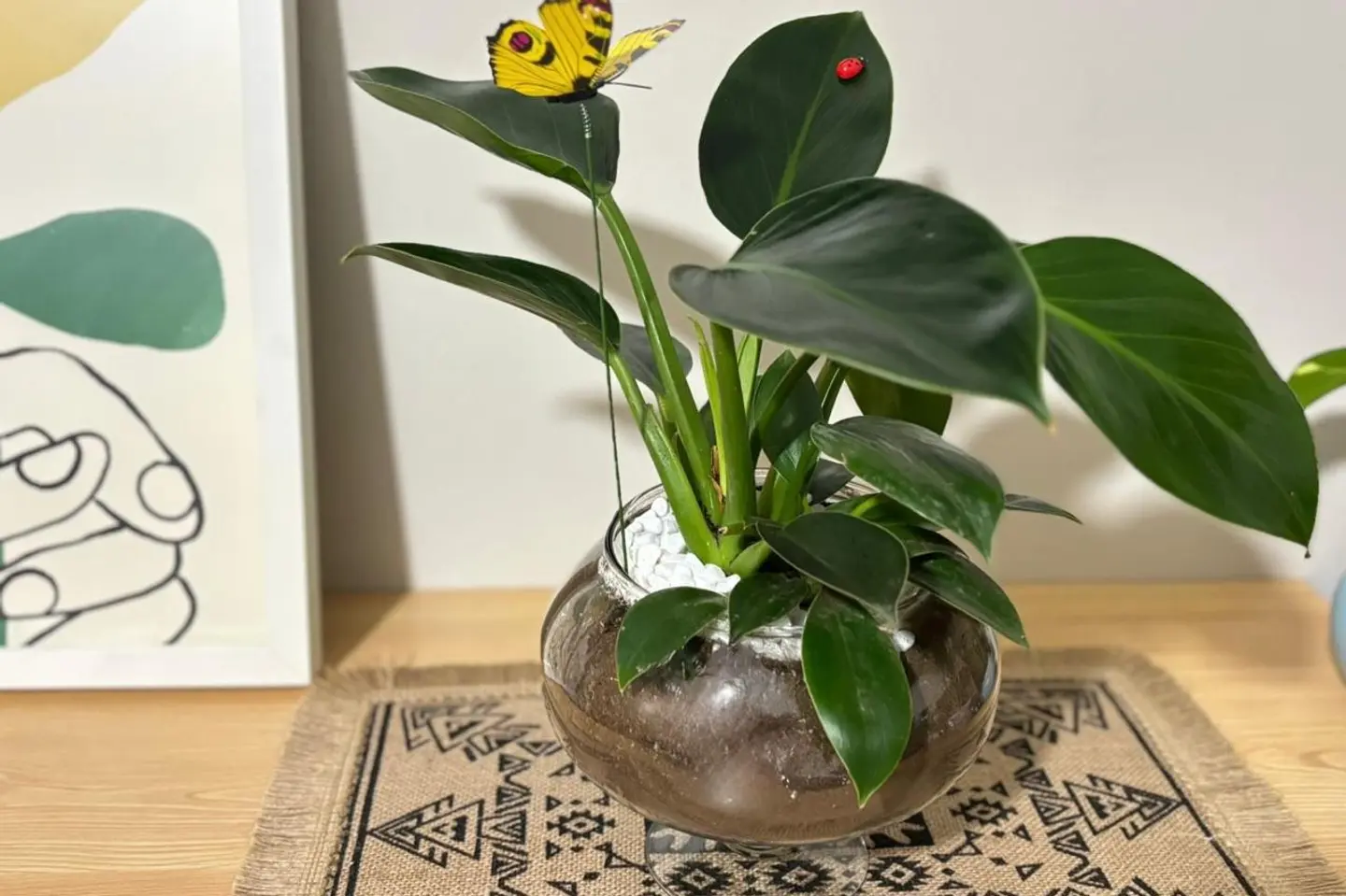 فيلوديندرون الأميرة الخضراء