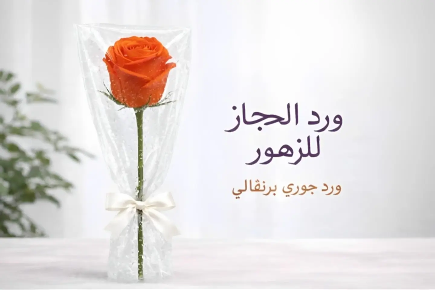 Rose   564