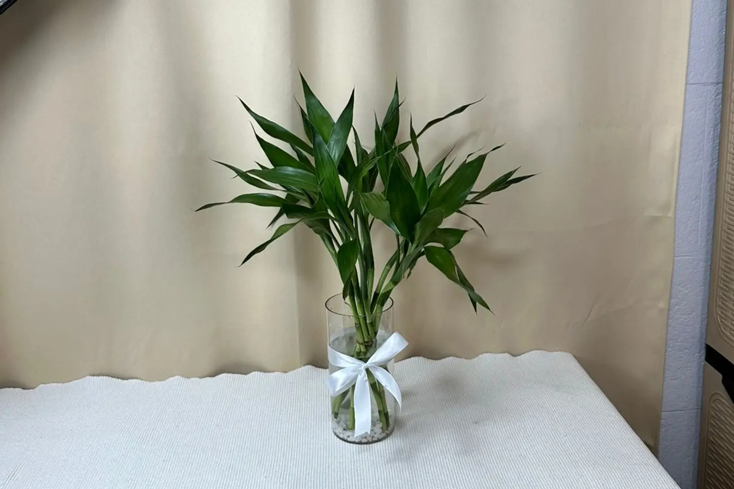 فازة البامبو