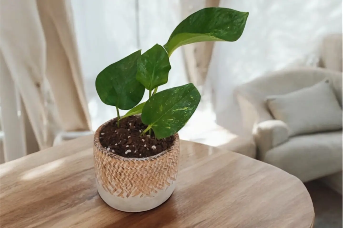 نبتة البوتس ٠٣