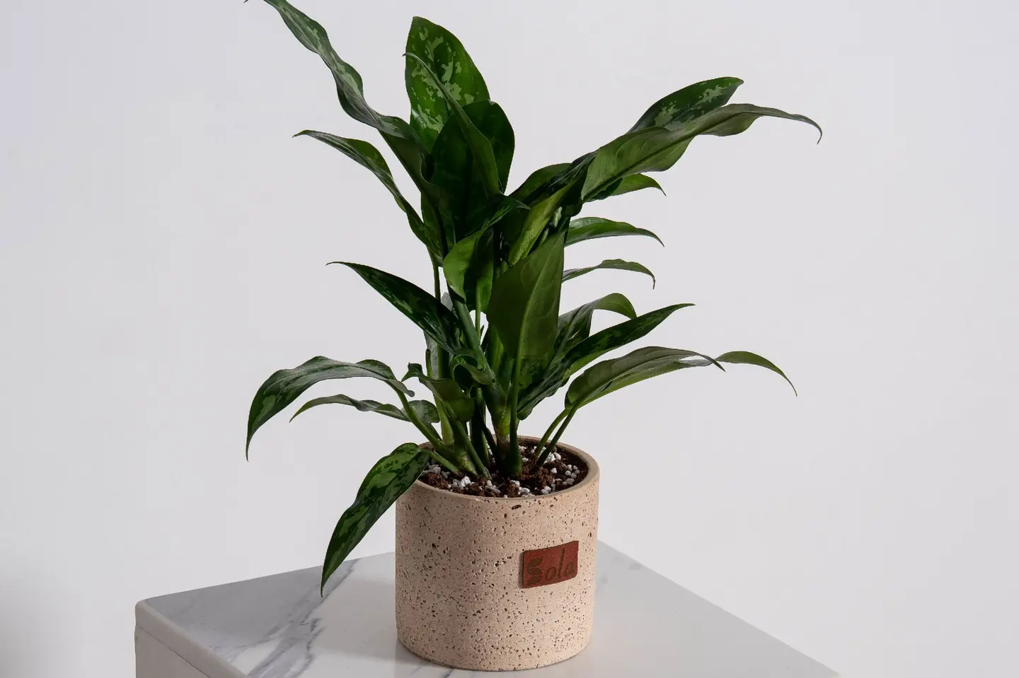 نبتة اجلونيما