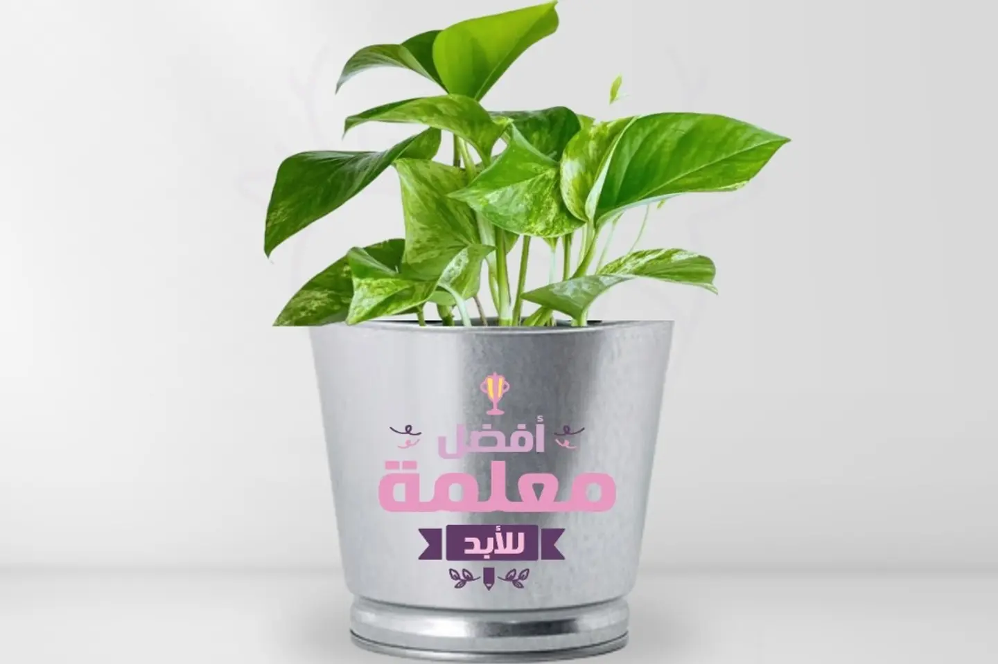 نبات بوتس بعبارة افضل معلمة للابد