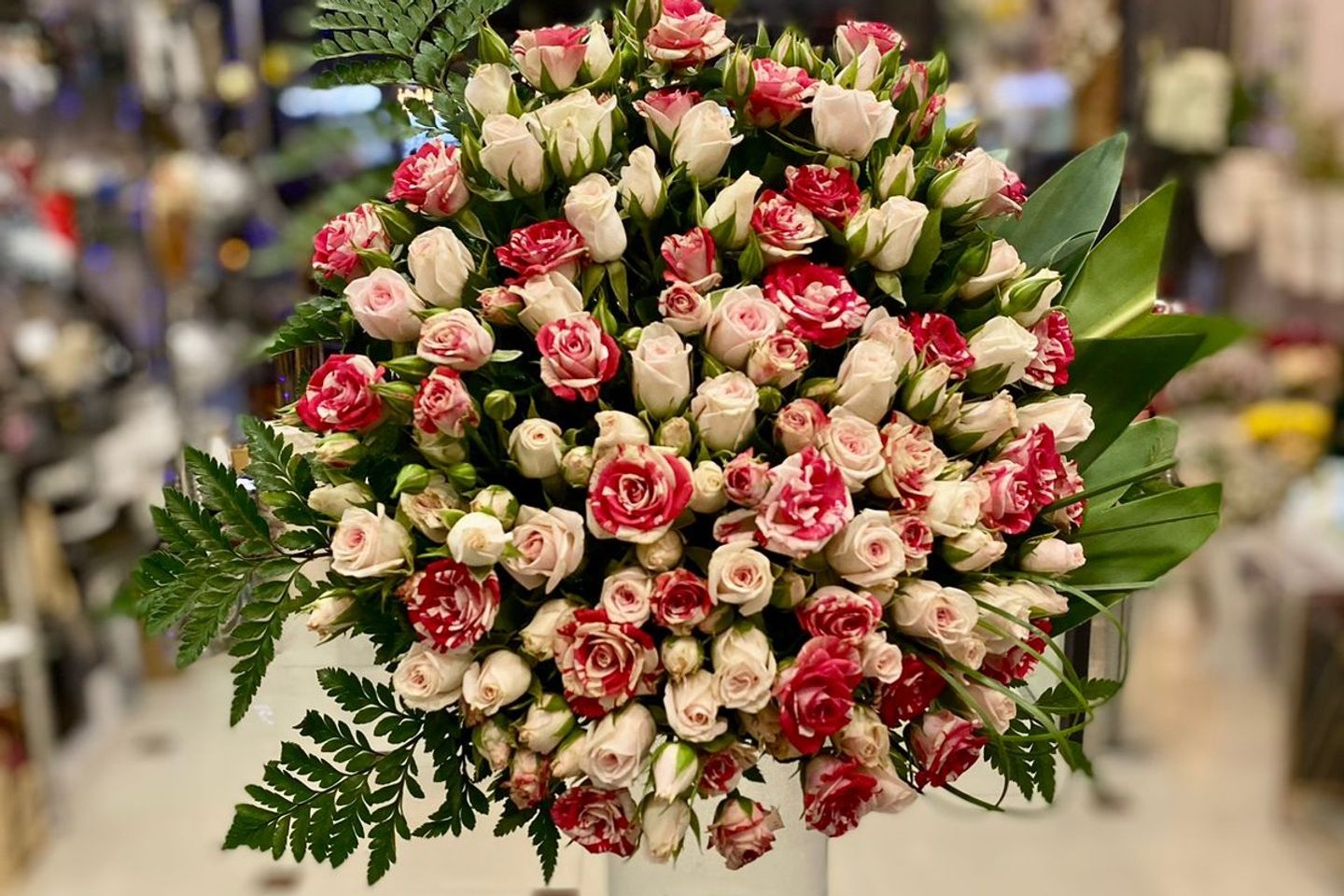 Faza Baby Rose